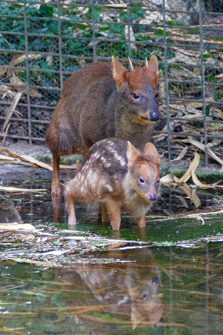 Jüngeres Südpudu-Jungtier mit seinem Südpudu-Vater am 25. Juli 2022 auf der Außenanlage am Vogel-Haus im Zoo Wuppertal