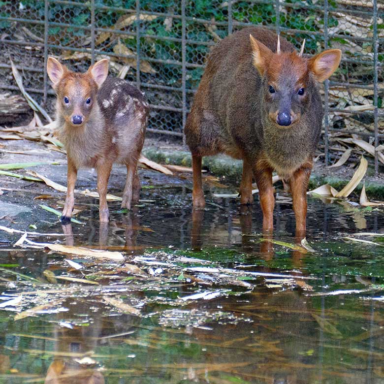 Jüngeres Südpudu-Jungtier mit seinem Südpudu-Vater am 25. Juli 2022 auf der Außenanlage am Vogel-Haus im Grünen Zoo Wuppertal