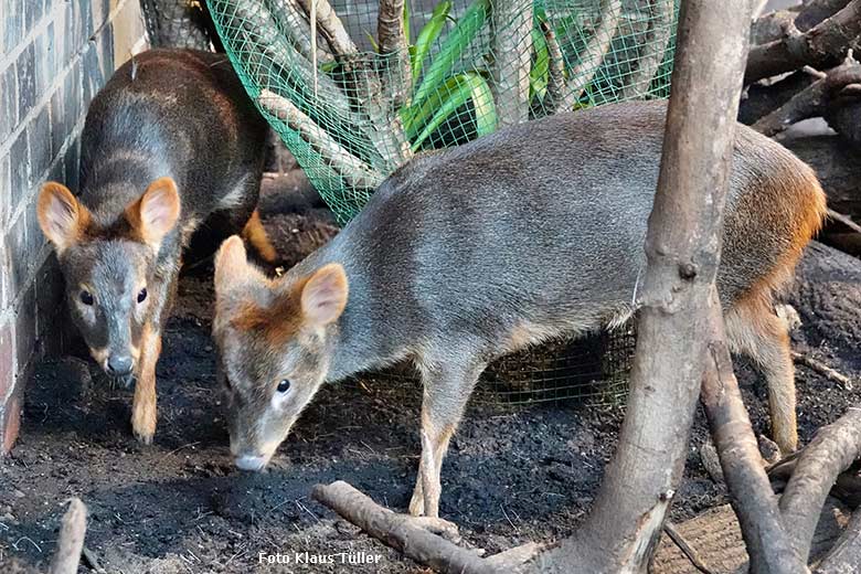 Zwei weibliche Südliche Pudus am 3. Oktober 2022 im Südamerika-Haus im Grünen Zoo Wuppertal (Foto Klaus Tüller)