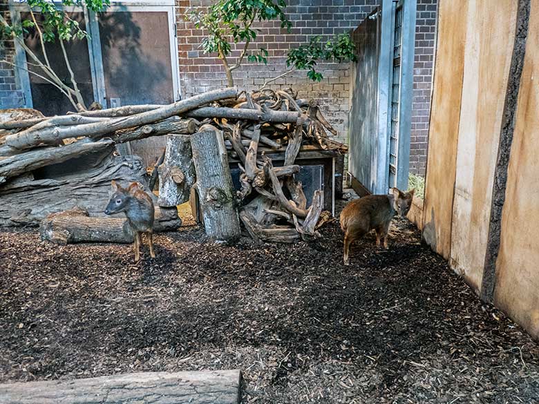 Zwei weibliche Südpudus am 16. Februar 2023 im Südamerika-Haus im Zoo Wuppertal