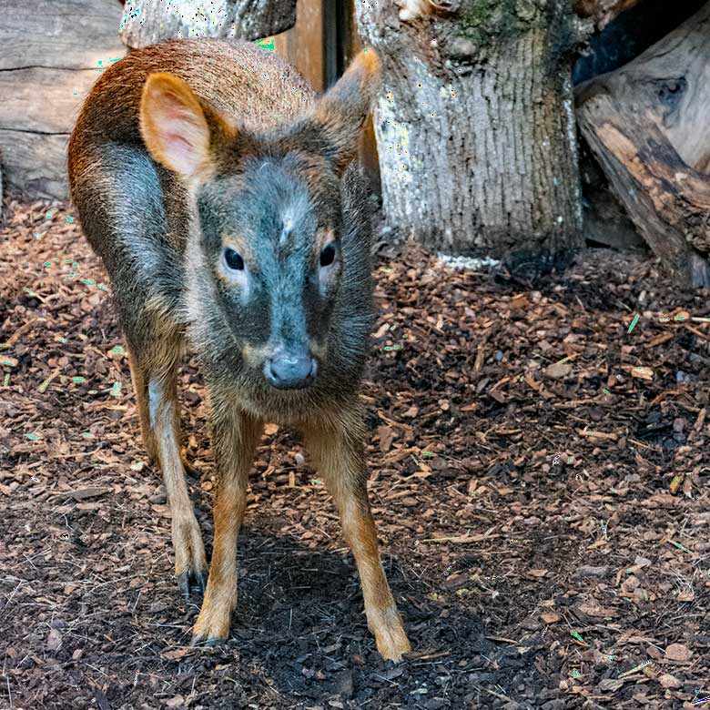 Weiblicher Südpudu am 16. Februar 2023 im Südamerika-Haus im Zoologischen Garten Wuppertal