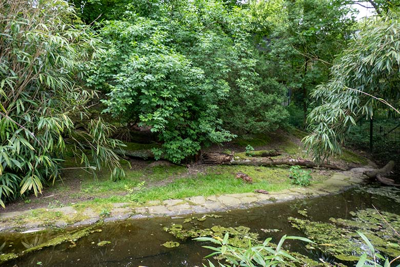 Das am 13. Mai 2023 geborene Südpudu-Jungtier am 23. Mai 2023 auf der Außenanlage unterhalb des Vogel-Hauses im Grünen Zoo Wuppertal