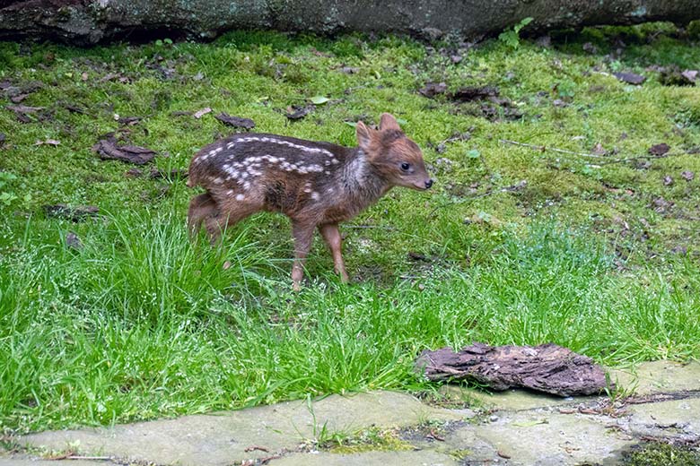 Das am 13. Mai 2023 geborene Südpudu-Jungtier am 23. Mai 2023 auf der Außenanlage unterhalb des Vogel-Hauses im Zoologischen Garten