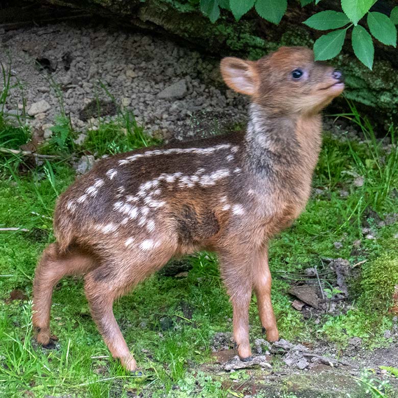 Das am 13. Mai 2023 geborene Südpudu-Jungtier am 23. Mai 2023 auf der Außenanlage unterhalb des Vogel-Hauses im Wuppertaler Zoo