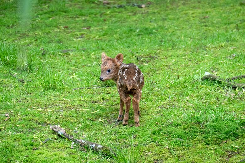 Das am 13. Mai 2023 geborene Südpudu-Jungtier am 23. Mai 2023 auf der Außenanlage unterhalb des Vogel-Hauses im Grünen Zoo Wuppertal