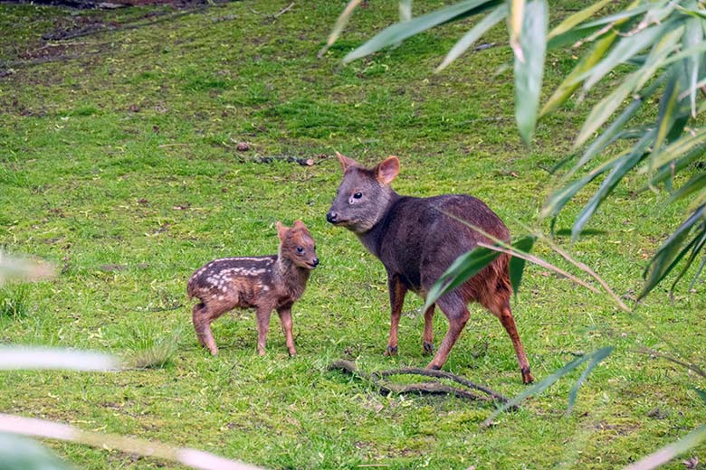 Das am 13. Mai 2023 geborene Südpudu-Jungtier mit seiner Südpudu-Mutter am 23. Mai 2023 auf der Außenanlage unterhalb des Vogel-Hauses im Zoo Wuppertal