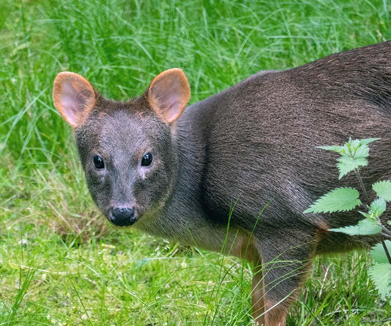 Weiblicher Südpudu am 23. Mai 2023 auf der Außenanlage unterhalb des Vogel-Hauses im Grünen Zoo Wuppertal