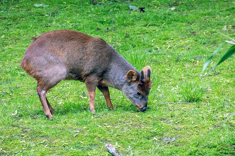 Männlicher Südpudu am 23. Mai 2023 auf der Außenanlage unterhalb des Vogel-Hauses im Zoologischen Garten Wuppertal