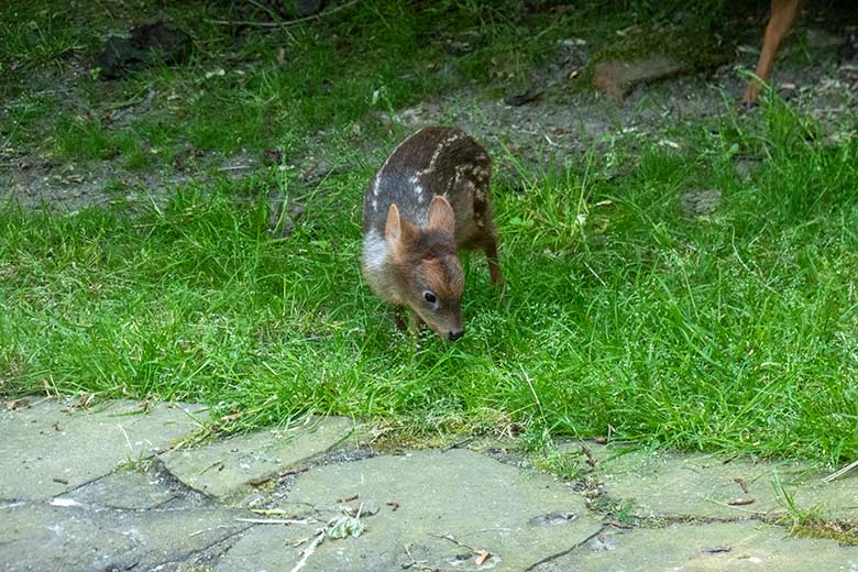 Das am 13. Mai 2023 geborene Südpudu-Jungtier am 13. Juni 2023 auf der Außenanlage unterhalb des Vogel-Hauses im Zoologischen Garten Wuppertal