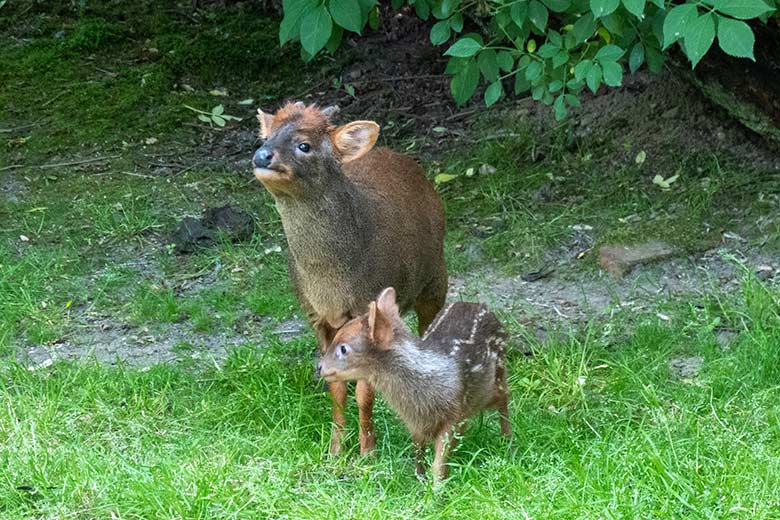 Das am 13. Mai 2023 geborene Südpudu-Jungtier mit seinem Südpudu-Vater am 13. Juni 2023 auf der Außenanlage unterhalb des Vogel-Hauses im Zoo Wuppertal