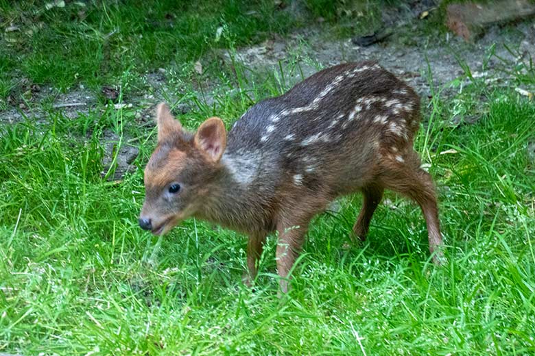 Das am 13. Mai 2023 geborene Südpudu-Jungtier am 13. Juni 2023 auf der Außenanlage unterhalb des Vogel-Hauses im Grünen Zoo Wuppertal