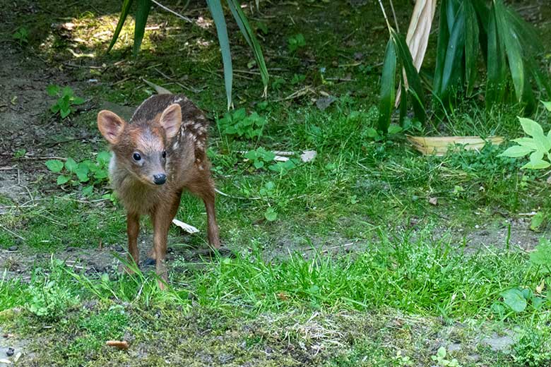 Das am 13. Mai 2023 geborene Südpudu-Jungtier am 13. Juni 2023 auf der Außenanlage unterhalb des Vogel-Hauses im Wuppertaler Zoo