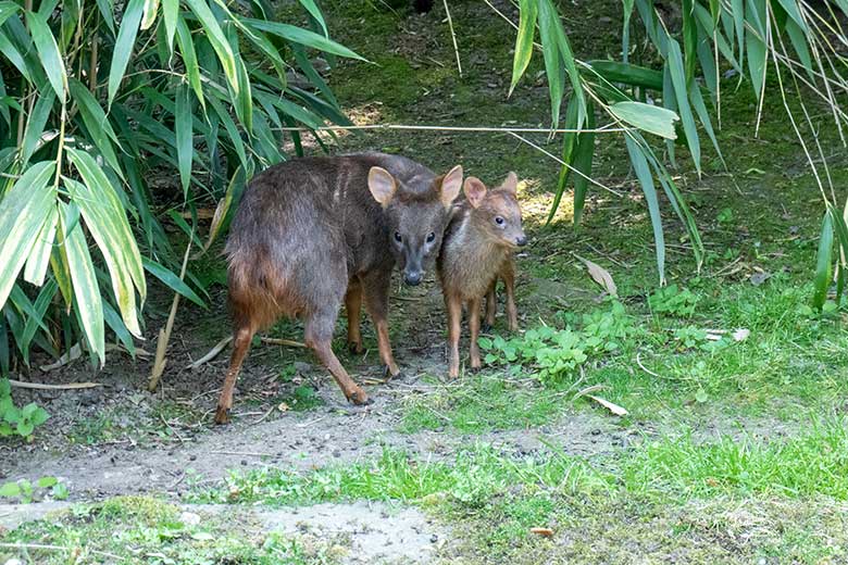 Das am 13. Mai 2023 geborene Südpudu-Jungtier mit seine Südpudu-Mutter am 13. Juni 2023 auf der Außenanlage unterhalb des Vogel-Hauses im Zoologischen Garten Wuppertal