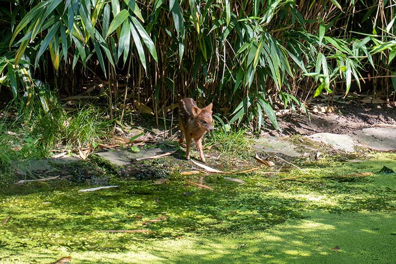 Jüngeres Südpudu-Jungtier am 7. Juli 2023 auf der Außenanlage unterhalb des Vogel-Hauses im Grünen Zoo Wuppertal