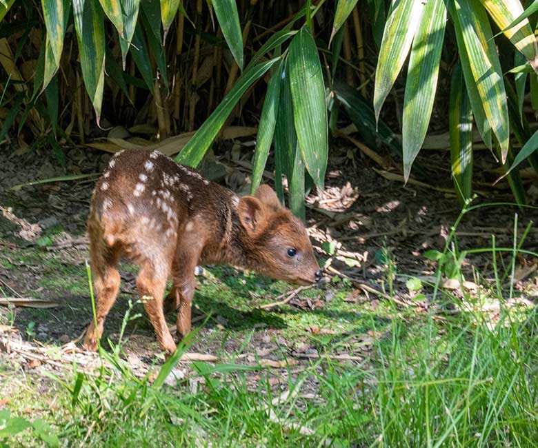 Jüngeres Südpudu-Jungtier am 7. Juli 2023 auf der Außenanlage unterhalb des Vogel-Hauses im Zoologischen Garten Wuppertal