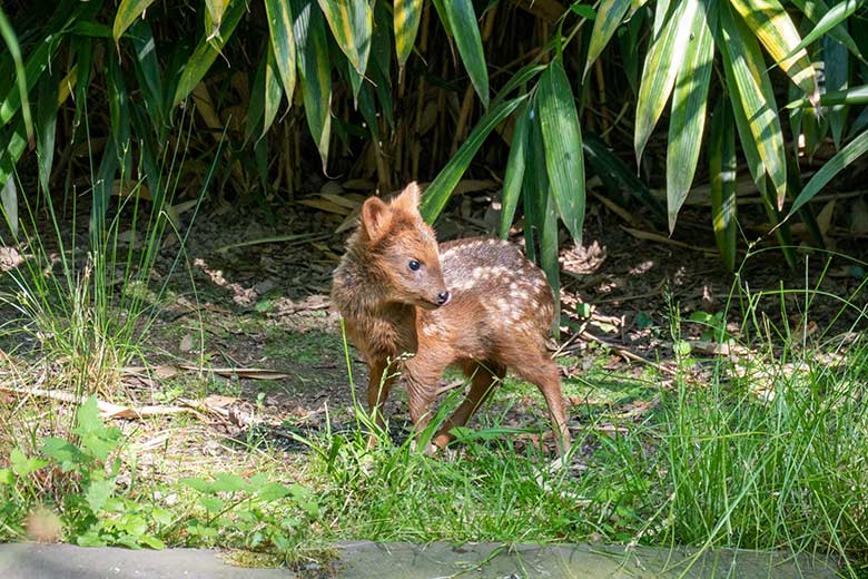 Jüngeres Südpudu-Jungtier am 7. Juli 2023 auf der Außenanlage unterhalb des Vogel-Hauses im Wuppertaler Zoo