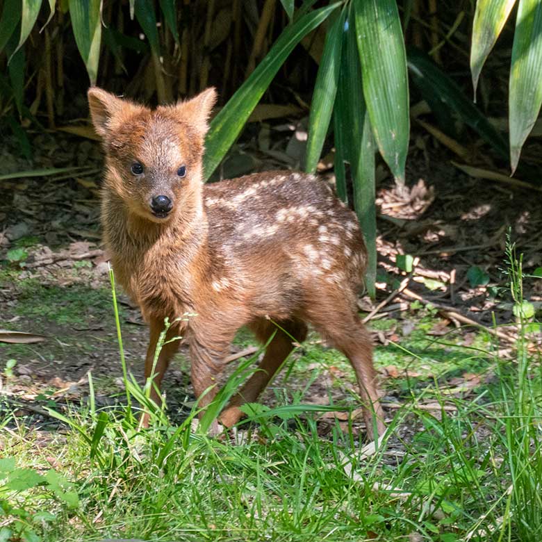 Jüngeres Südpudu-Jungtier am 7. Juli 2023 auf der Außenanlage unterhalb des Vogel-Hauses im Grünen Zoo Wuppertal