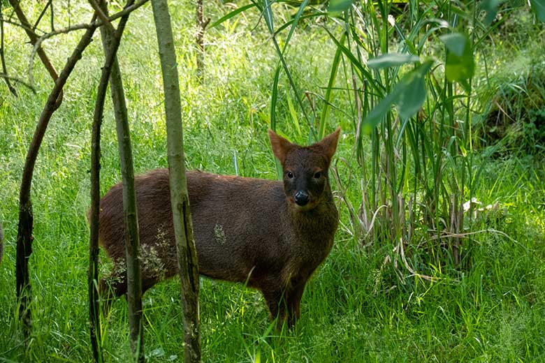 Weiblicher Südpudu INFIERNO am 11. Juli 2023 auf der Pudu-Außenanlage im Grünen Zoo Wuppertal