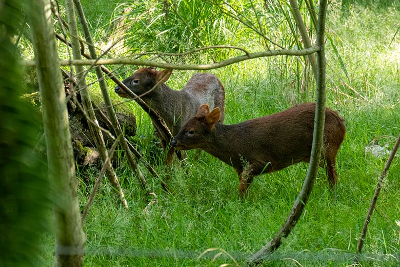 Weiblicher Südpudu INFIERNO und männlicher Südpudu MAX (hinten) am 11. Juli 2023 auf der Pudu-Außenanlage im Zoologischen Garten Wuppertal