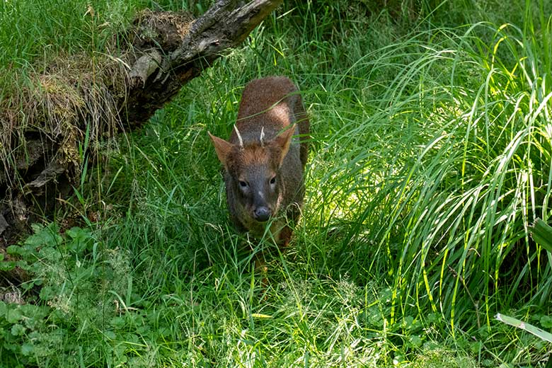 Männlicher Südpudu MAX am 11. Juli 2023 auf der Pudu-Außenanlage im Zoo Wuppertal