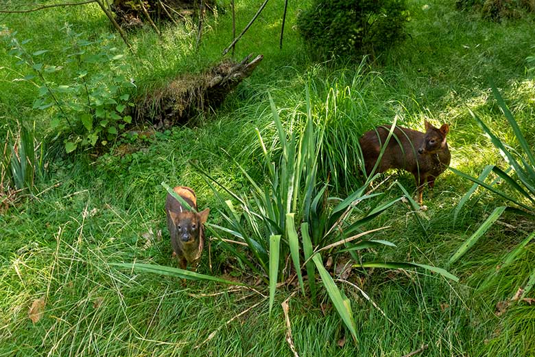 Männlicher Südpudu MAX und weiblicher Südpudu INFIERNO am 11. Juli 2023 auf der Pudu-Außenanlage im Wuppertaler Zoo