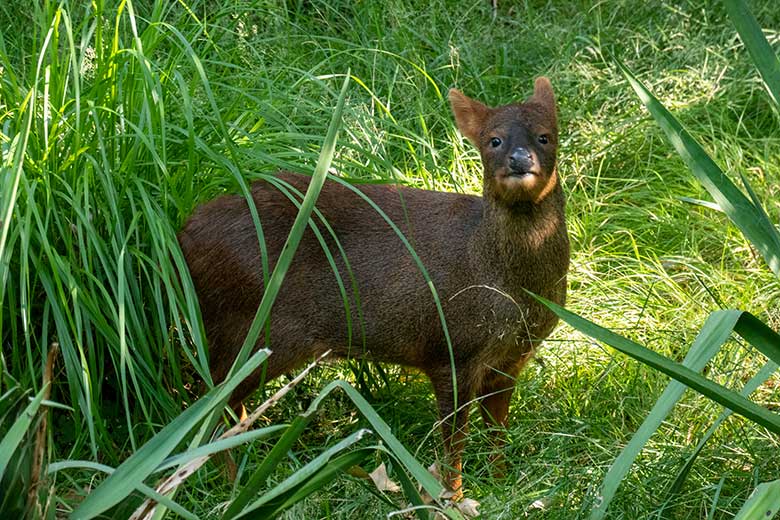 Weiblicher Südpudu INFIERNO am 11. Juli 2023 auf der Pudu-Außenanlage im Grünen Zoo Wuppertal