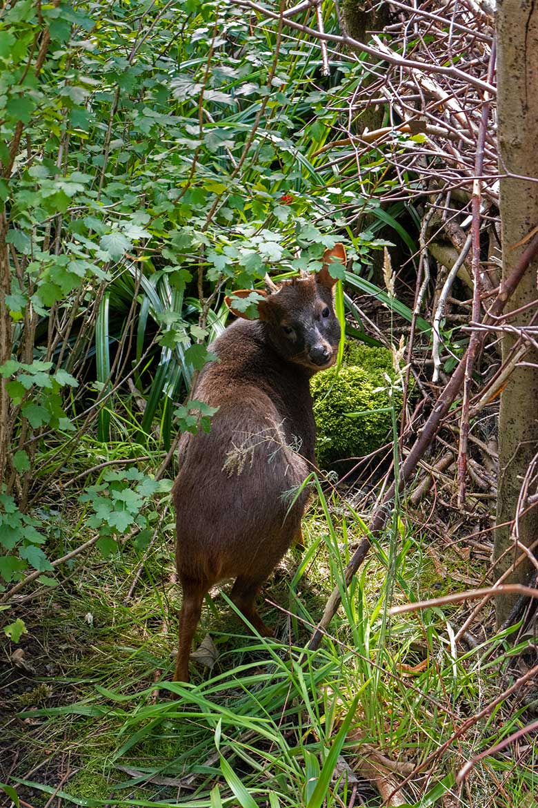 Männlicher Südpudu PABLO am 12. Juli 2023 in der Aralandia-Voliere im Grünen Zoo Wuppertal