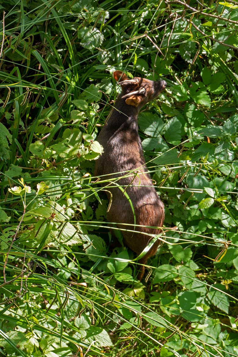 Männlicher Südpudu PABLO am 12. Juli 2023 in der Aralandia-Voliere im Zoo Wuppertal