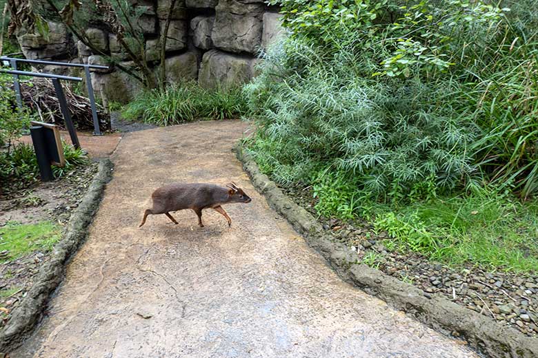 Männlicher Südpudu PABLO am 24. August 2023 in der Aralandia-Voliere im Zoologischen Garten Wuppertal