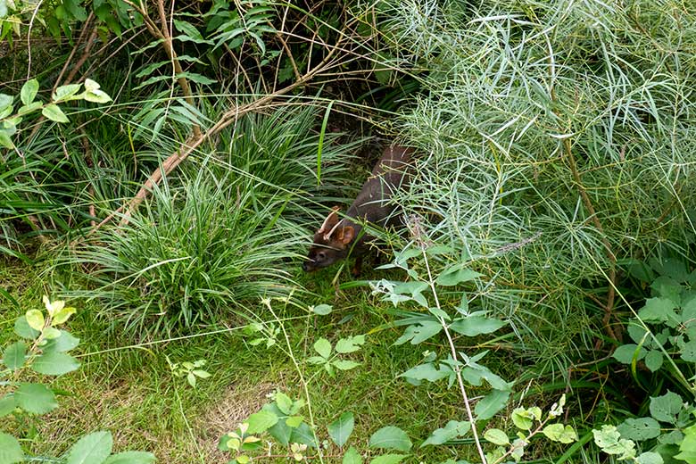 Männlicher Südpudu PABLO am 24. August 2023 in der Aralandia-Voliere im Wuppertaler Zoo