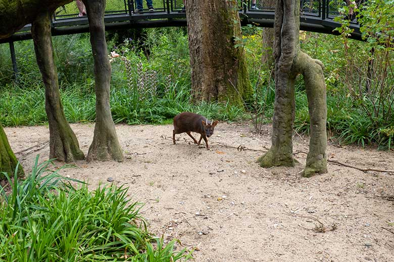 Männlicher Südpudu PABLO am 24. August 2023 in der Aralandia-Voliere im Wuppertaler Zoo