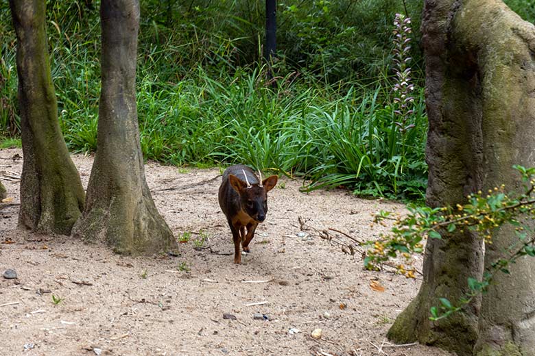 Männlicher Südpudu PABLO am 24. August 2023 in der Aralandia-Voliere im Grünen Zoo Wuppertal