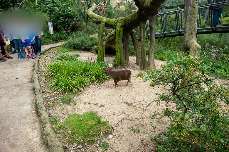 Männlicher Südpudu PABLO am 24. August 2023 in der Aralandia-Voliere im Zoologischen Garten der Stadt Wuppertal