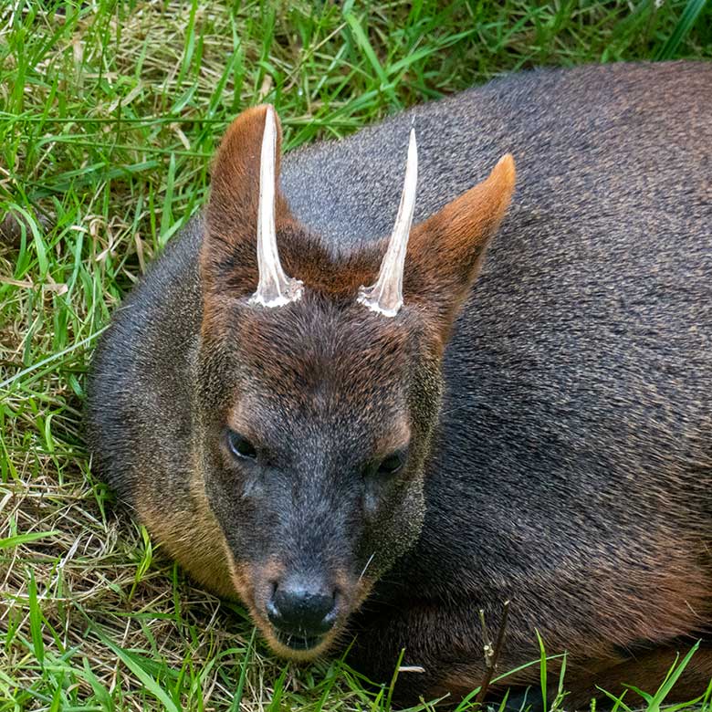 Männlicher Südpudu PABLO am 24. August 2023 in der Aralandia-Voliere im Zoo Wuppertal mit einem ausgewachsenen Südpudu-Geweih; die beiden Geweihstangen werden von Zoogästen manchmal irrtümlich für Hörner gehalten