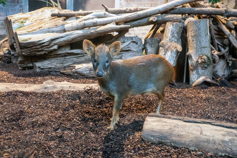 Neuer männlicher Südpudu am 22. August 2023 im Südamerika-Haus im Zoo Wuppertal