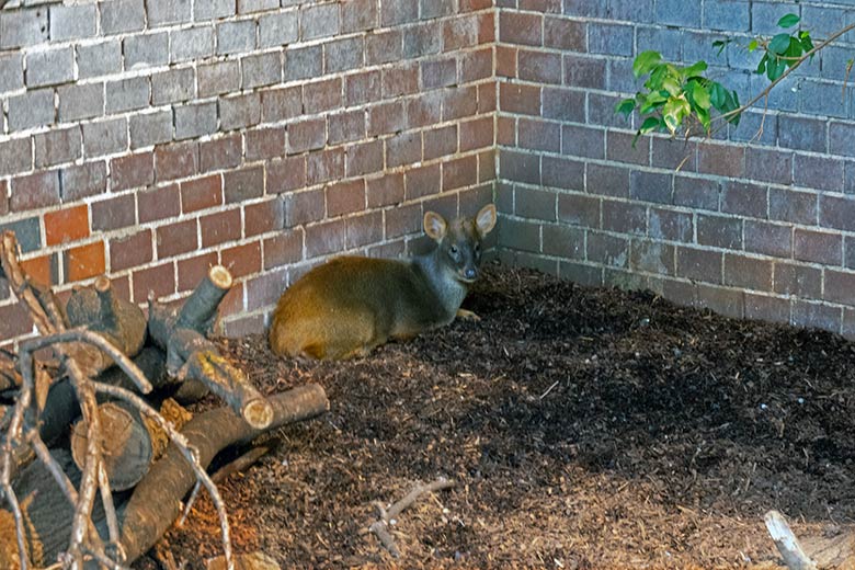 Neuer männlicher Südpudu am 24. August 2023 im Südamerika-Haus im Zoologischen Garten Wuppertal