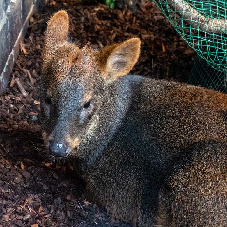 Neuer männlicher Südpudu am 24. August 2023 im Südamerika-Haus im Zoologischen Garten der Stadt Wuppertal