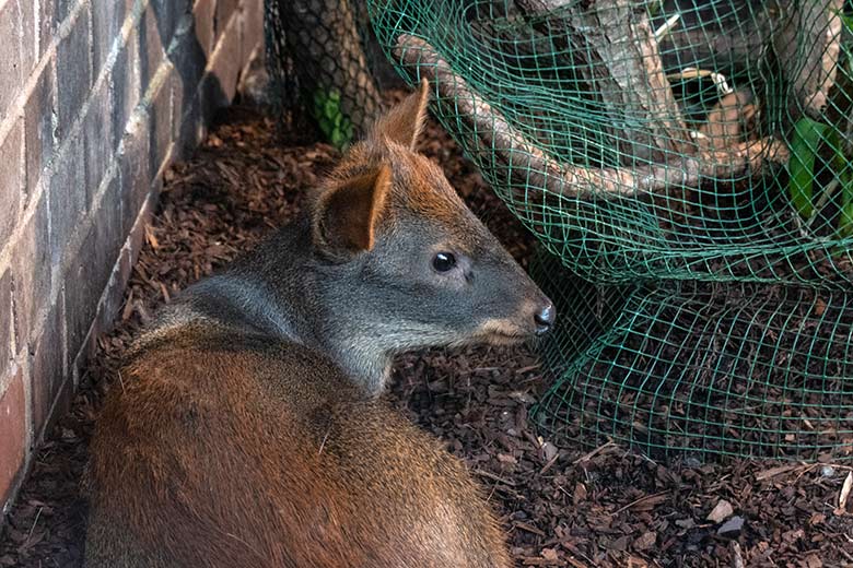 Neuer männlicher Südpudu am 24. August 2023 im Südamerika-Haus im Zoo Wuppertal