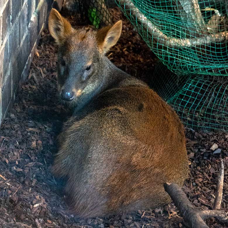 Neuer männlicher Südpudu am 24. August 2023 im Südamerika-Haus im Grünen Zoo Wuppertal