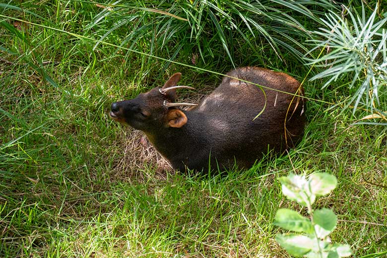 Männlicher Südpudu PABLO am 24. August 2023 in der Aralandia-Voliere im Grünen Zoo Wuppertal