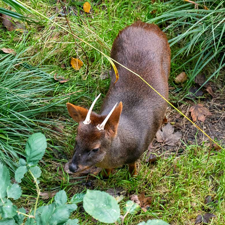 Männlicher Südpudu PABLO mit Geweih am 30. Oktober 2023 in der Aralandia-Anlage im Wuppertaler Zoo