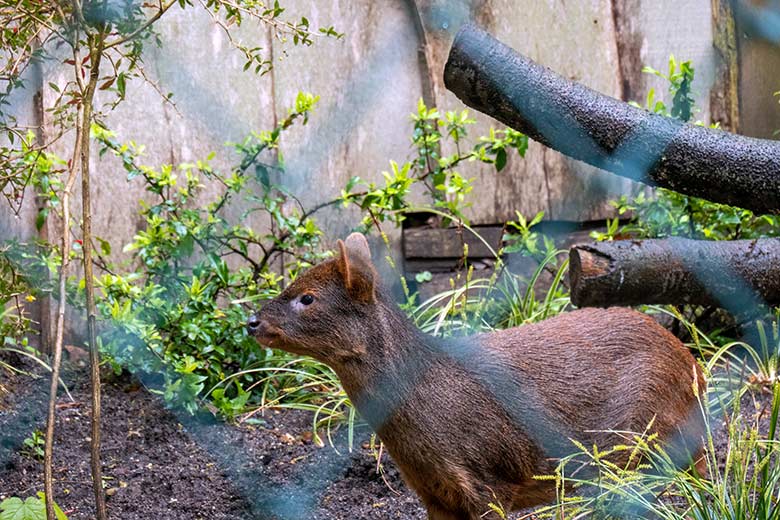 Weiblicher Südpudu INFIERNO am 17. April 2024 auf der neuen Pudu-Anlage neben der Anlage für die Berg-Karakaras im Wuppertaler Zoo