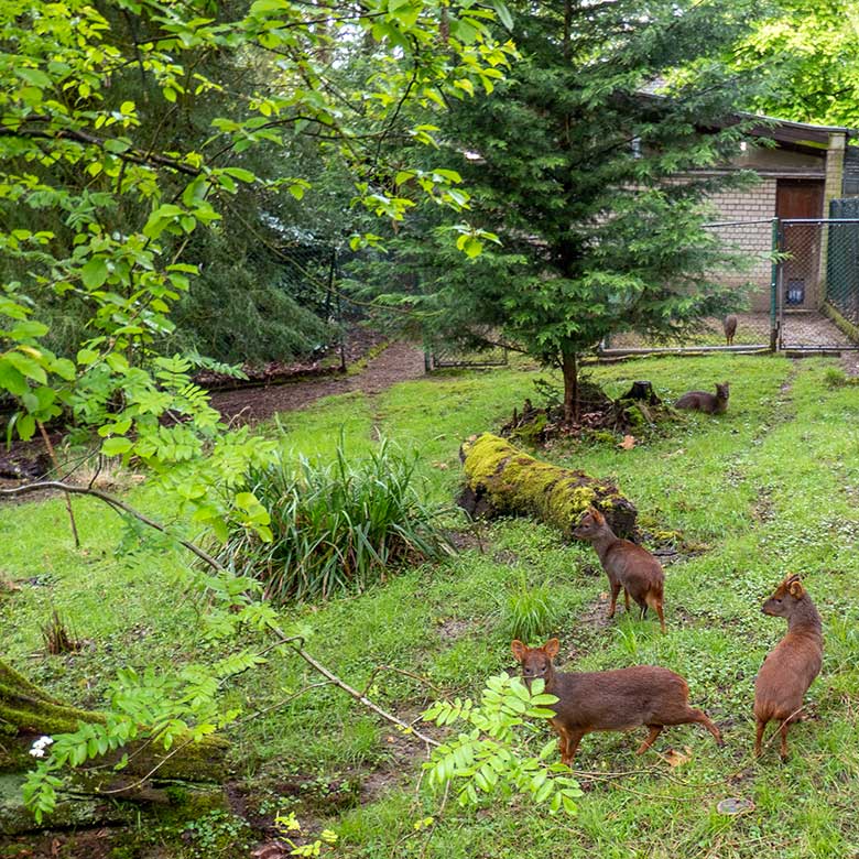 Fünf Südpudus am 20. April 2024 auf der Pudu-Anlage am Überwinterungs-Haus im Zoologischen Garten der Stadt Wuppertal