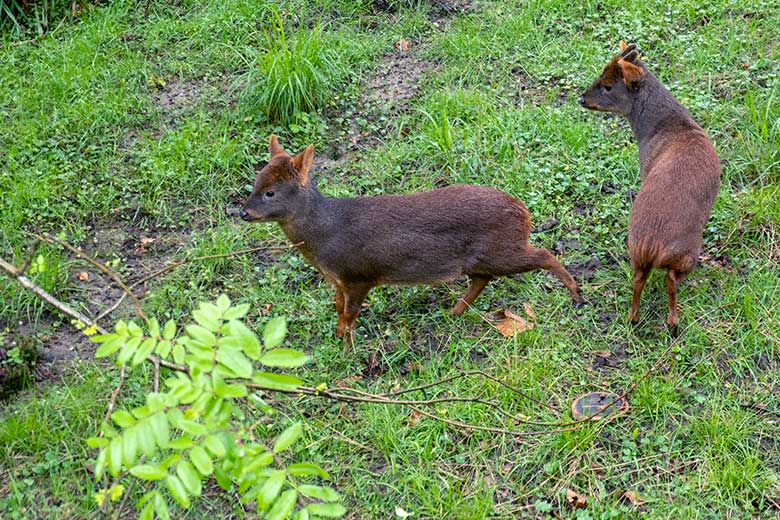 Weiblicher Südpudu und männlicher Südpudu am 20. April 2024 auf der Pudu-Anlage am Überwinterungs-Haus im Grünen Zoo Wuppertal