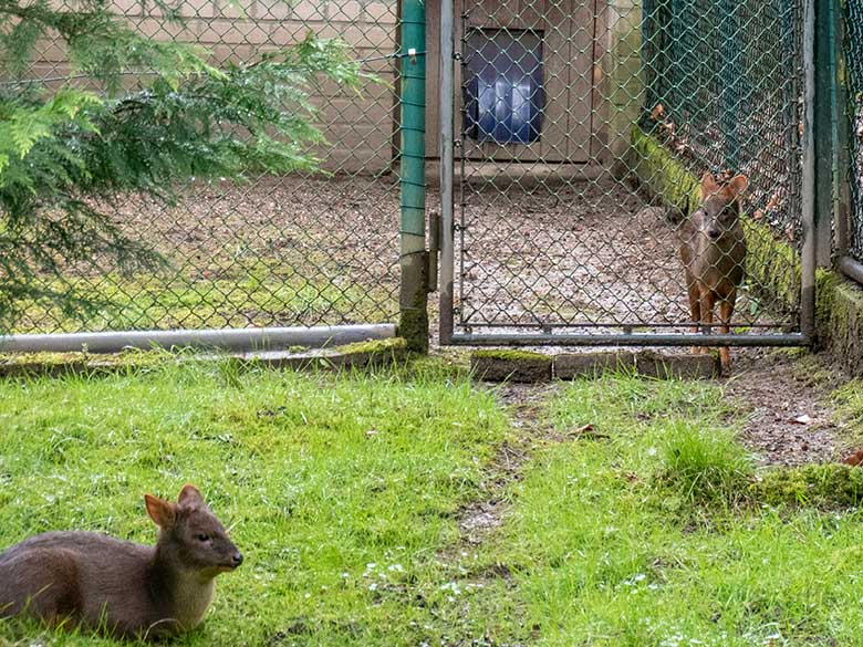 Weiblicher Südpudu auf der Außenanlage und weibliches Südpudu-Jungtier separiert im Vorgehege am Stallgebäude am 20. April 2024 auf der Pudu-Anlage am Überwinterungs-Haus im Zoologischen Garten Wuppertal