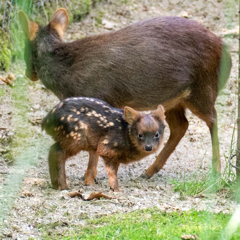Weiblicher Südpudu mit Südpudu-Jungtier am 5. Juni 2024 auf der eigentlichen Pudu-Anlage am Überwinterungs-Haus im Zoologischen Garten Wuppertal