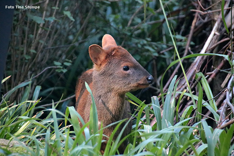 Männlicher Südpudu PEDRO am 9. Juni 2024 auf der Außenanlage der Aralandia-Voliere im Grünen Zoo Wuppertal (Foto Tina Stumpe)