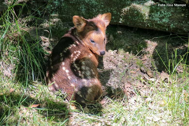 Südpudu-Jungtier am 9. Juni 2024 auf der eigentlichen Pudu-Anlage am Überwinterungs-Haus im Grünen Zoo Wuppertal (Foto Tina Stumpe)