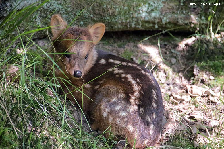 Südpudu-Jungtier am 9. Juni 2024 auf der eigentlichen Pudu-Anlage am Überwinterungs-Haus im Zoologischen Garten der Stadt Wuppertal (Foto Tina Stumpe)