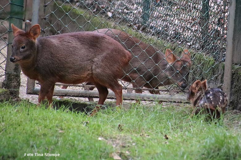 Weibliche Südpudus mit Südpudu-Jungtier am 9. Juni 2024 auf der eigentlichen Pudu-Anlage am Überwinterungs-Haus im Zoo Wuppertal (Foto Tina Stumpe)